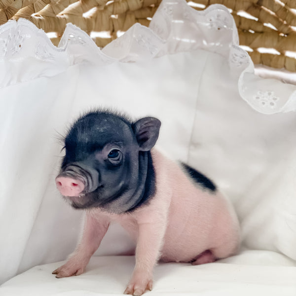 BR -  XXS - 04-11-23 - Layla- Female - Juliana Mini Pig