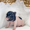 BR -  XXS - 04-11-23 - Layla- Female - Juliana Mini Pig