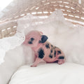 S - 01-02-23 - Ruby - Female - Juliana/American Mini Pig