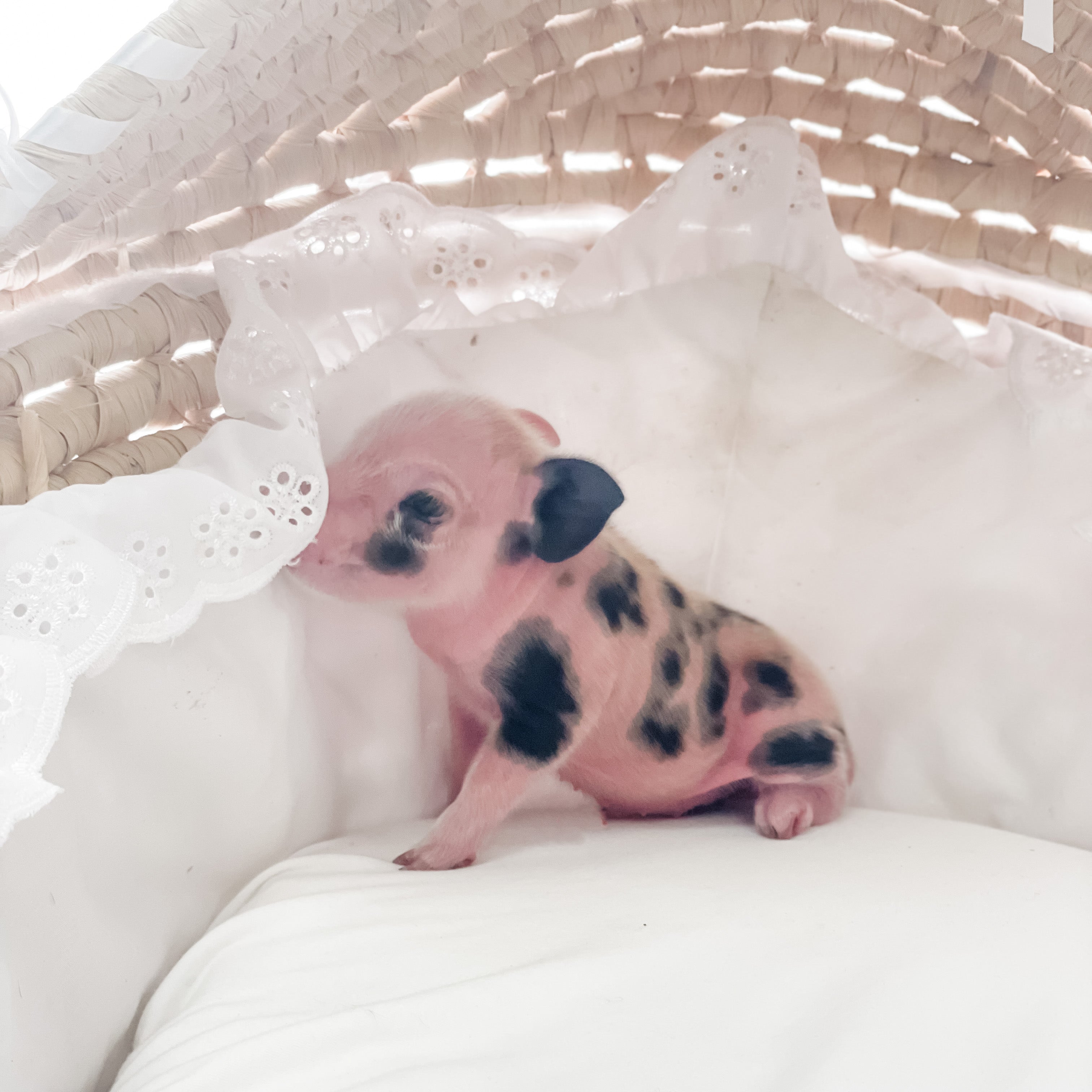 S - 01-02-23 - Ruby - Female - Juliana/American Mini Pig