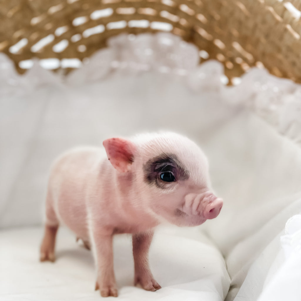 XXS - 04-11-23 - Jude - Male - Juliana Mini Pig