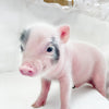 XXS - 04-11-23 - Evan - Male - Juliana Mini Pig