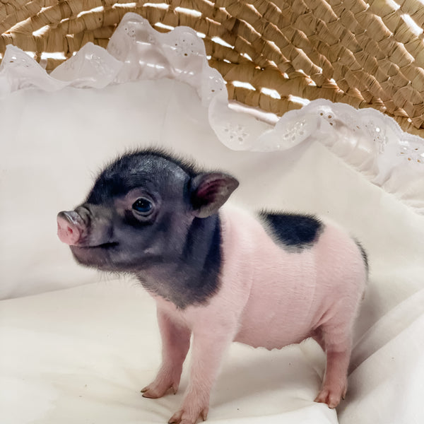 BR -  XXS - 04-11-23 - Layla- Female - Juliana Mini Pig