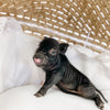 XS - 11-02-22 - Wyatt - Male - Juliana Mini Pig