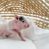 XXS - 12-06-22 - Hank - Male - Juliana Mini Pig