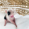 XXS - 12-06-22 - Ace - Male - Juliana Mini Pig
