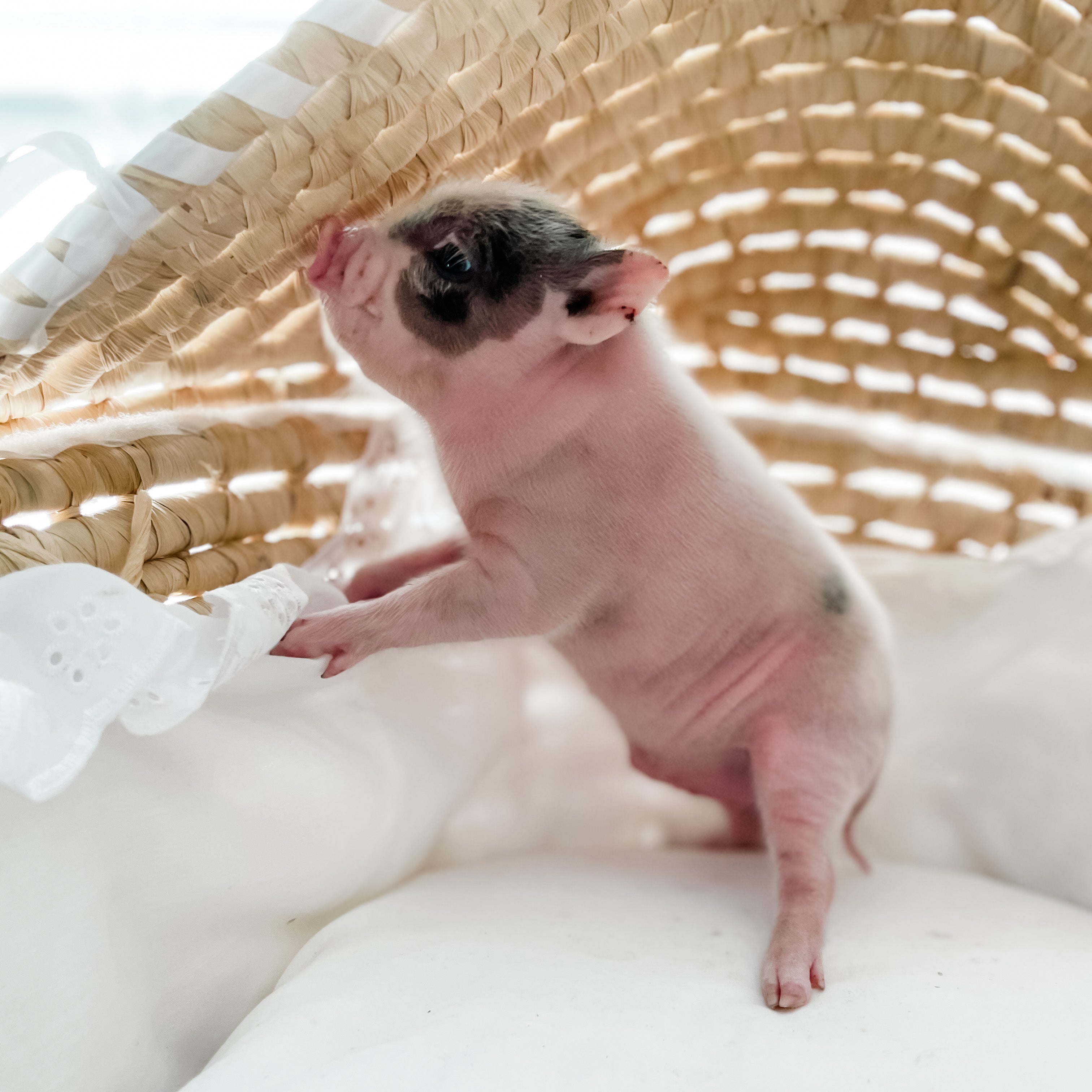 XXS - 12-06-22 - Hank - Male - Juliana Mini Pig – Lodella